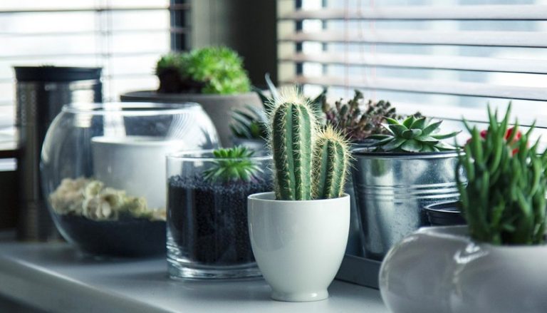 [Consejo] Plantas que atraen la buena energía!