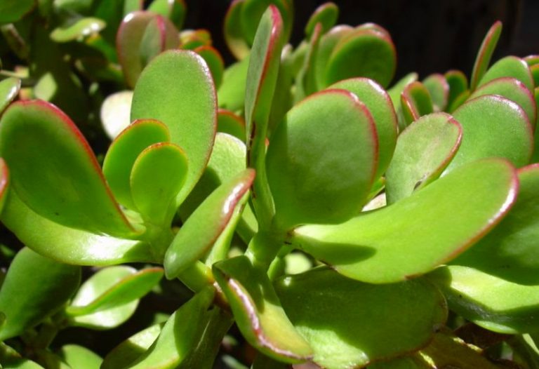 [Consejos] Atrae a tu casa la prosperidad y la fortuna con esta planta