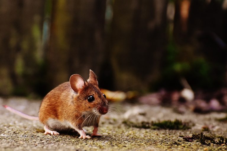 [Misterio] Macabra maldición del ratón más famoso del mundo termina en suicidio