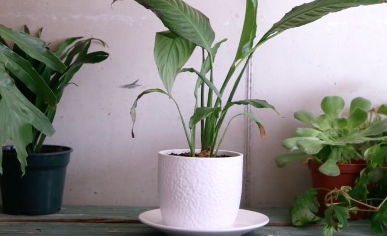 [Jardín y Outdoor] Cuida tus plantas del sol con estos tips