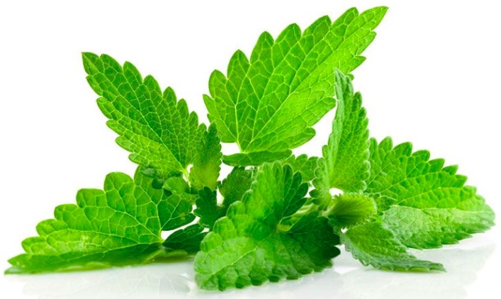 [Consejo] Plantas medicinales 3
