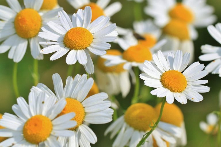 [Consejo] Plantas medicinales 2