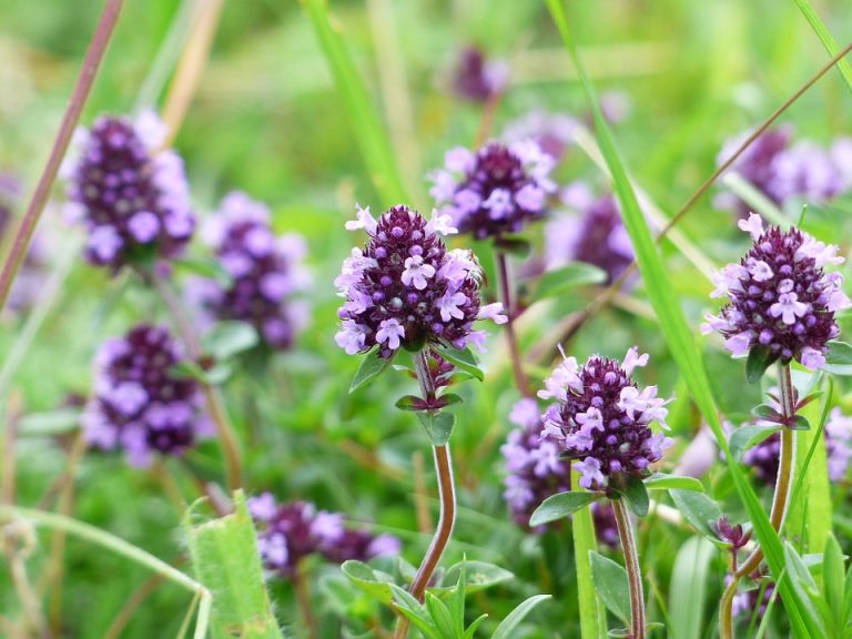 [Consejo] Plantas medicinales parte 4: El tomillo
