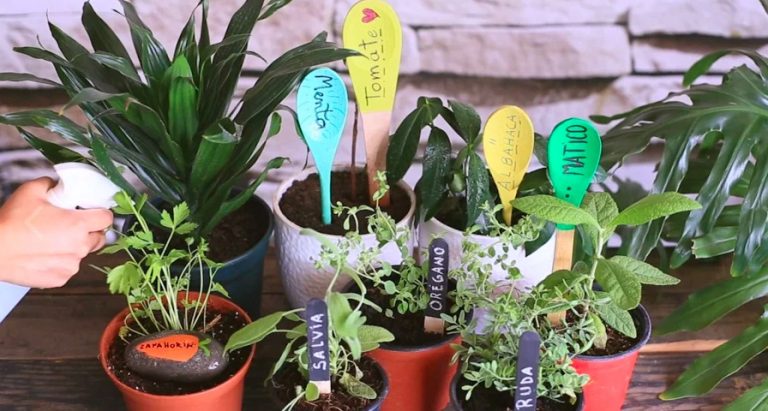 [Jardín] ¿Cómo identificar las hierbas de tu huerto? Acá la solución