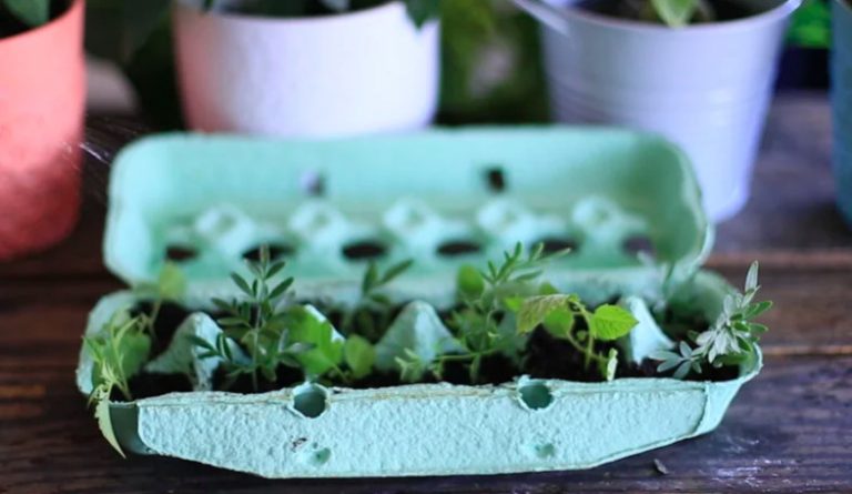 [Grandes Ideas] Diferentes usos para bandejas de huevos