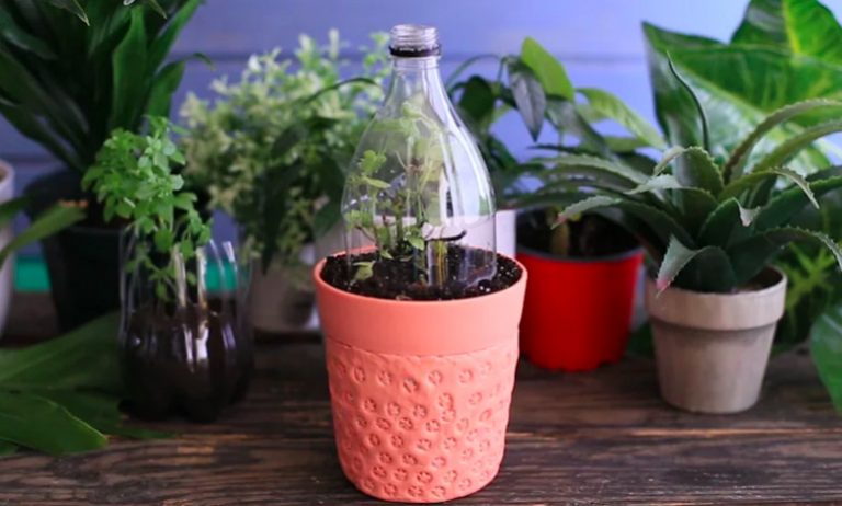 [Medio ambiente] Reutiliza botellas plásticas