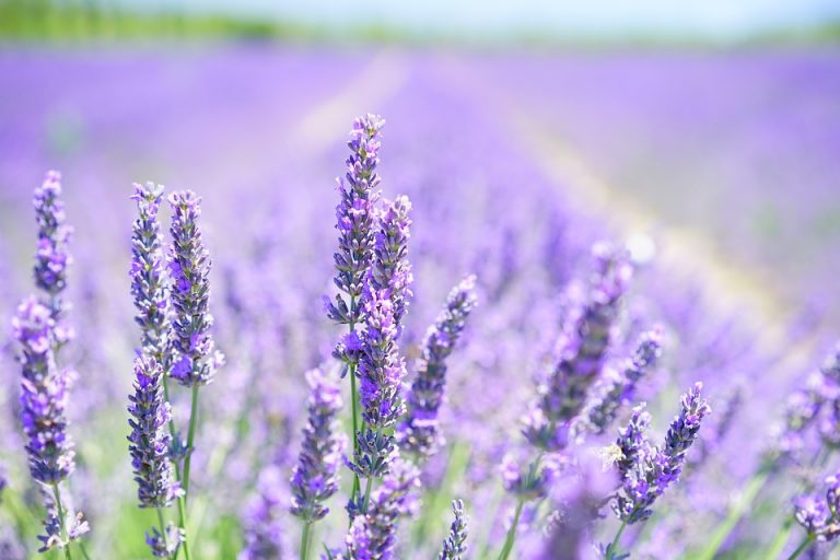 [Consejos] Beneficios curativos de la lavanda