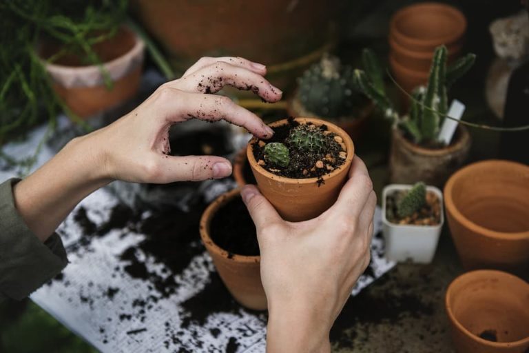 Pedro Engel: Conoce las plantas que inundarán de buena energía tu hogar
