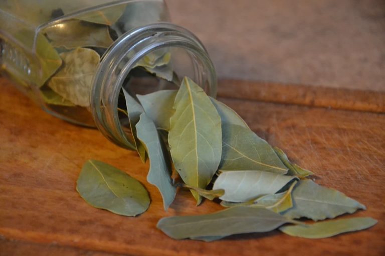 Cumple tus deseos rápidamente con este hechizo de laurel