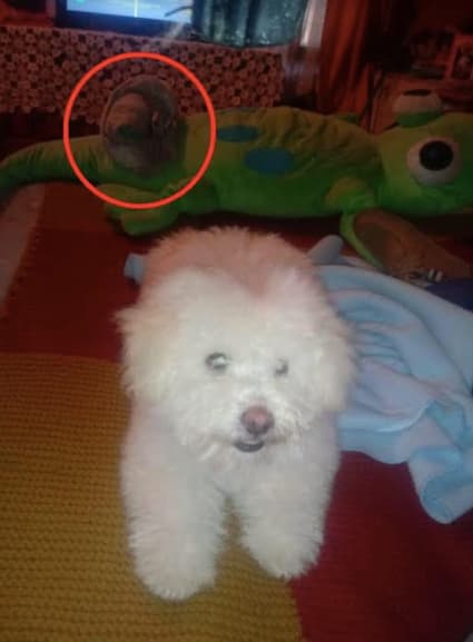 En exclusiva impactante caso chileno de una larva astral adherida a un peluche ¡Se expone su presencia en una fotografía!