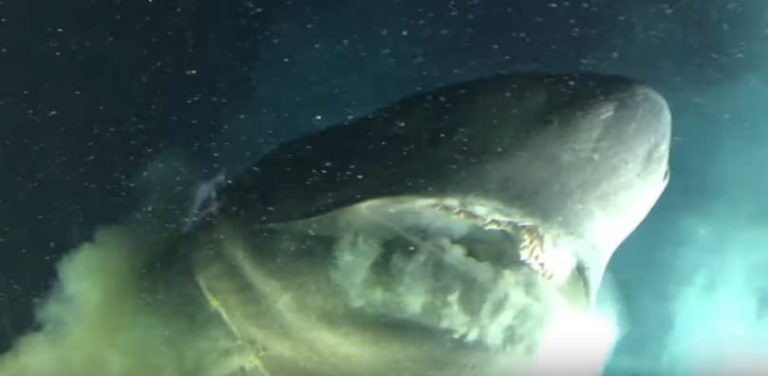 Impactante grabación de un enorme tiburón prehistórico vivo ¡Cuando películas como “Megalodón” se vuelven realidad!