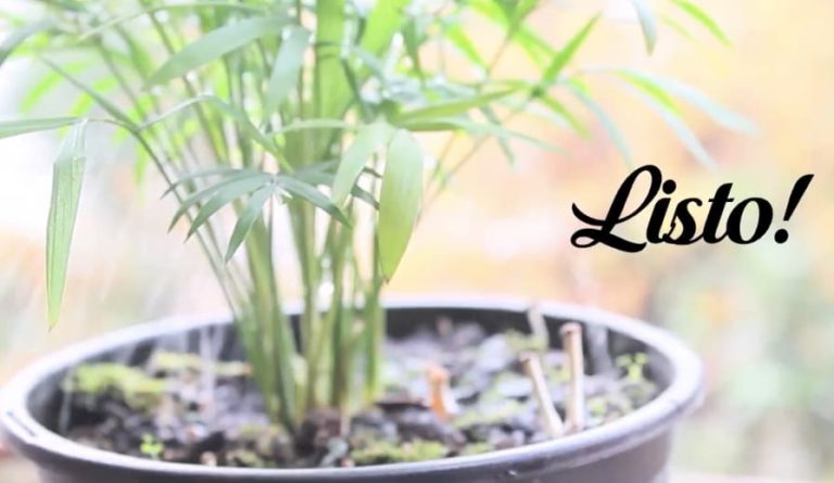 Utensilios para tu jardín