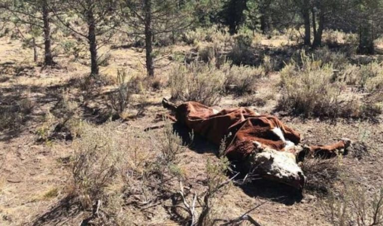 5 toros fueron mutilados quirúrgicamente y con la sangre drenada pareciendo “desinflados” ¿Experimentación extraterrestre?