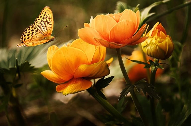 5 plantas que atraen la energía positiva a tu vida