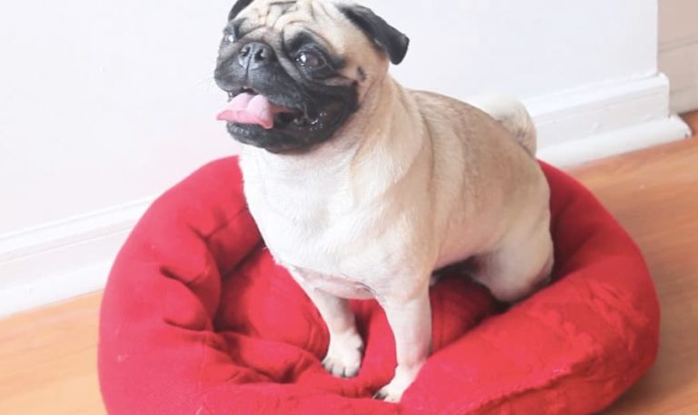 Prepara una práctica cama para tu perrito