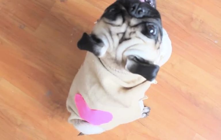 Capa para mascotas