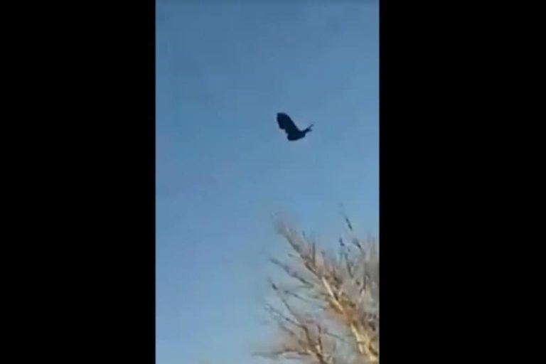 ¿Un error en la matrix? Impresionante video de un cuervo inmóvil en el cielo