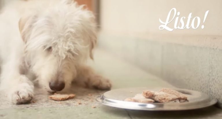 Galletas para los regalones de la casa