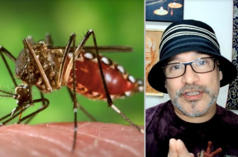 ¡Liberarán 750 millones de mosquitos transgénicos de la especie que transmite los virus del Zika y del Dengue!