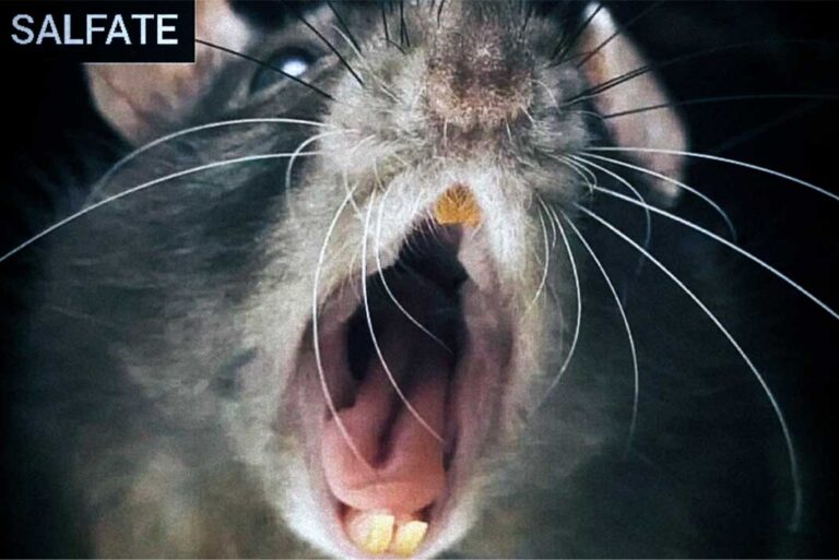 ¡Experimento con la cuestionada tecnología de edición de genes CRISPR sale mal y convierte a un grupo de roedores en una especie de zombies hiperagresivos!