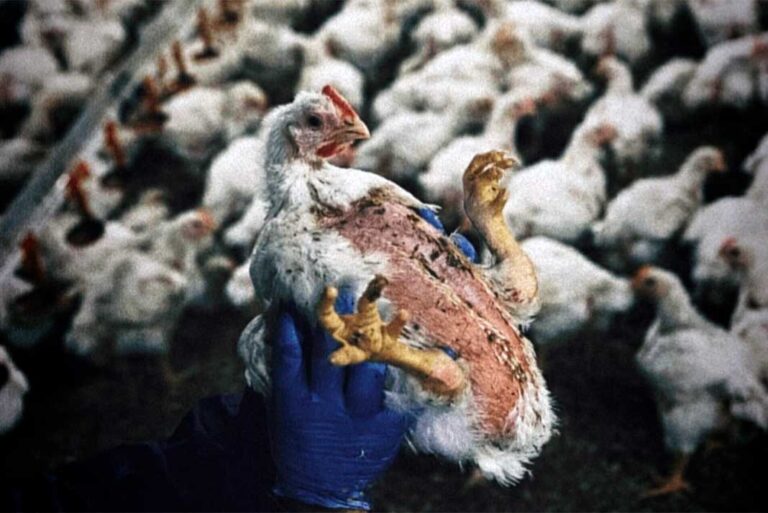 ¡Qué es lo que la industria avícola le inyecta a los pollos convirtiéndolos en una de las comidas más tóxicas y cancerígenas del último tiempo!