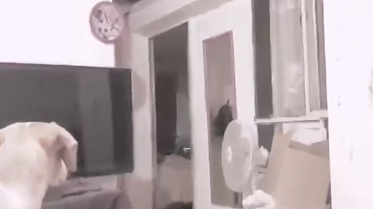 ¡Siniestra grabación de una entidad oscura percibida por un perro de una familia de Copiapo!