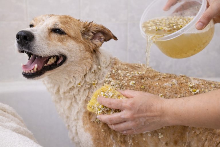 Cómo hacer un “baño de ozono” natural para perritos (casero y seguro)